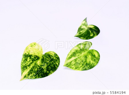 黄金蔓の葉＿エコイメージ 5584194