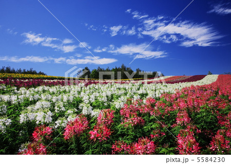 美瑛町四季彩の丘 5584230