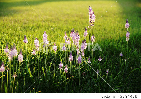 9月　ツルボ・ユリ科82 5584459