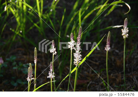 9月 ツルボ・ユリ科77 9月 ツルボ・ユリ科77 5584476