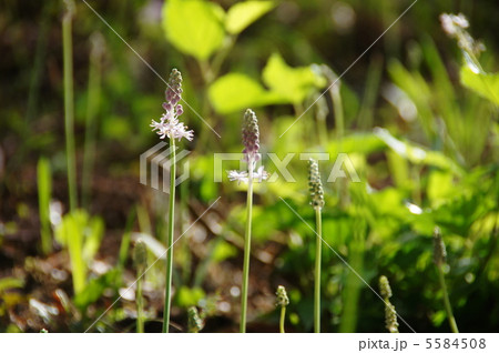 9月　ツルボ・ユリ科66 5584508