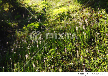 9月 ツルボ・ユリ科62 9月 ツルボ・ユリ科62 5584522