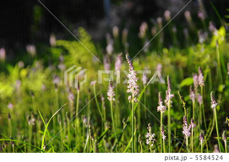 9月　ツルボ・ユリ科61 5584524