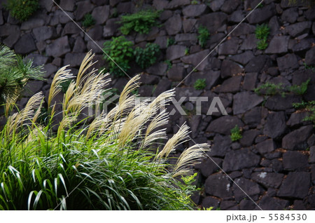 9月 ススキ・イネ科36 9月 ススキ・イネ科36 5584530