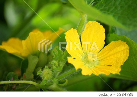 カボチャの花 カボチャの花 5584739