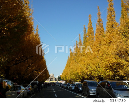 神宮外苑いちょう祭り 5584780