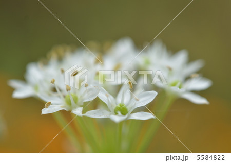 ニラの花 5584822