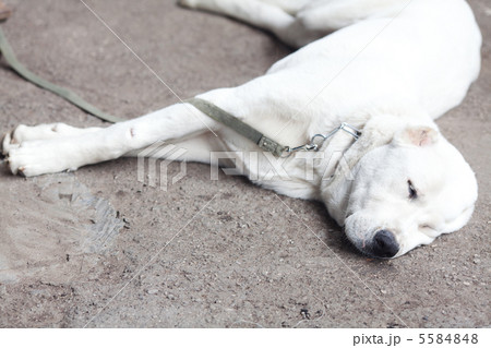 Portrait of a big white dog Alabai 5584848