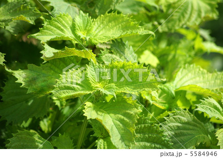 青ジソの葉：大葉 5584946