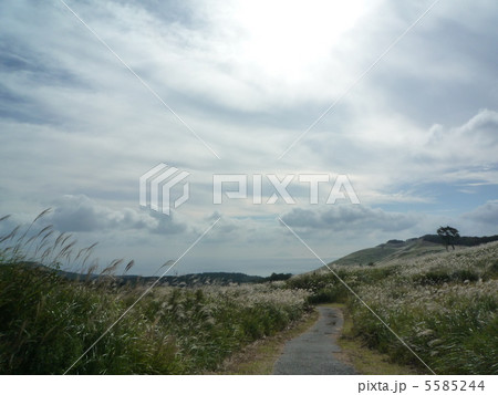 細野高原のすすき野原 5585244