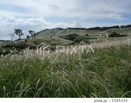 細野高原のすすき野原 細野高原のすすき野原 5585245