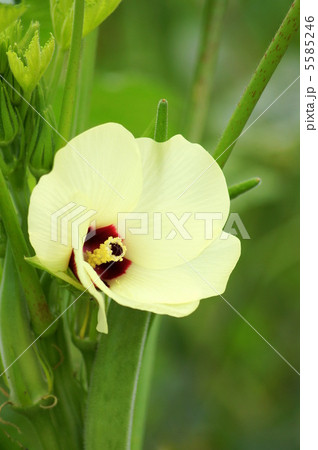 オクラの花（淡黄色） 5585246