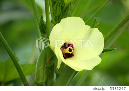 オクラの花（淡黄色） 5585247
