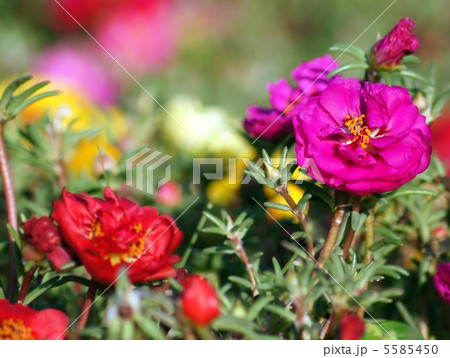 マツバボタン(八重) マツバボタン(八重) 5585450