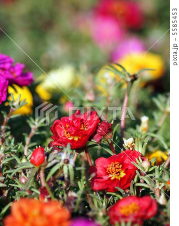 マツバボタン（八重） 5585453