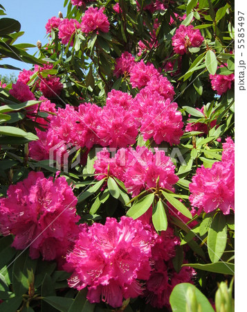 石楠花 ピンク アップ タテ 石楠花 ピンク アップ タテ 5585497