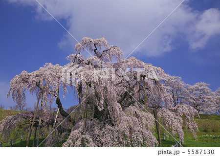 三春滝桜　コピースペースあり　青空と雲　人物なし 5587130