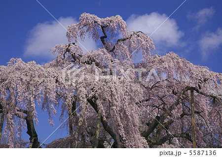 満開の三春滝桜　青空と雲　人物なし 5587136