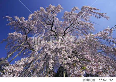 三春滝桜　下から仰ぎ見る　翼を広げたフェニックス 5587142