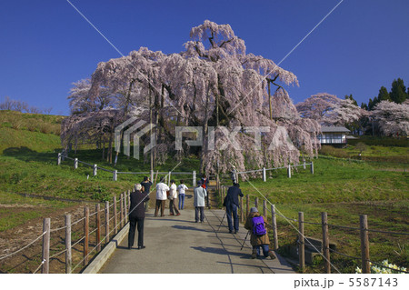 三春滝桜に続く道　会いに行く　憧れを抱いて 5587143
