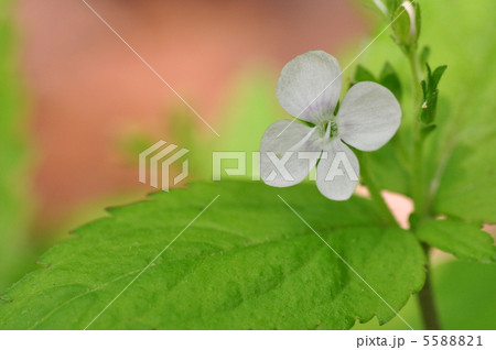 クワガタソウ 5588821