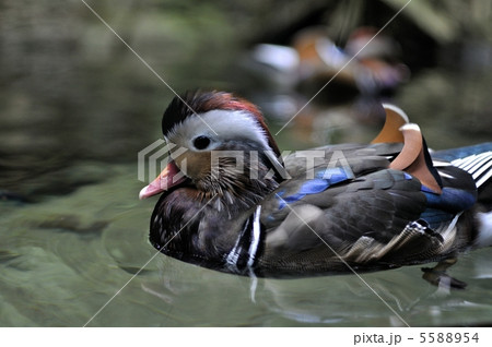 オシドリ 5588954