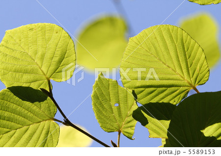 トサミズキの葉 トサミズキの葉 5589153