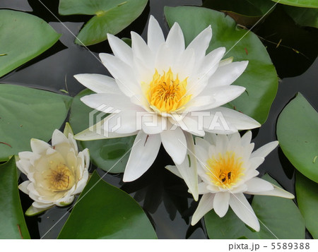 スイレン 5589388