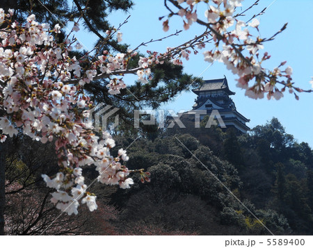 春の犬山城 春の犬山城 5589400