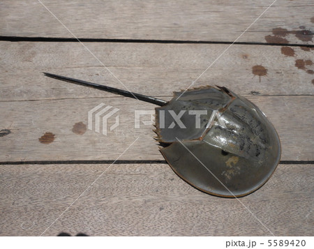 カブトガニ 5589420