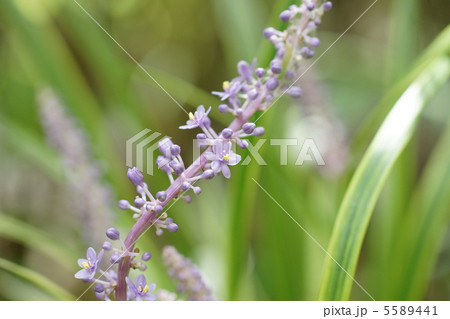 ヤブラン ヤブラン 5589441