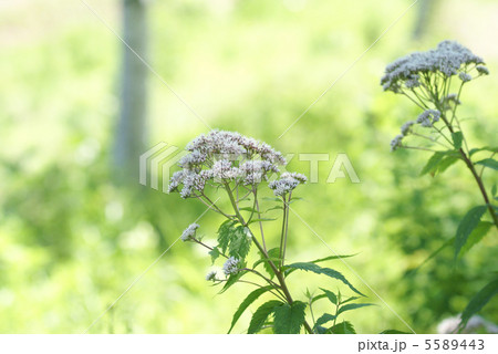 ヒヨドリバナ　 5589443