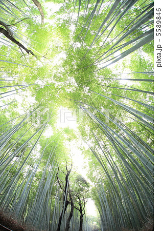 嵯峨野の竹林 嵯峨野の竹林 5589846