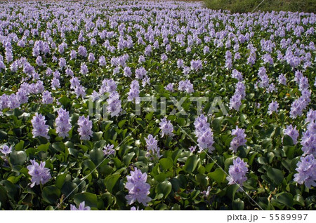 本薬師寺跡のホテイアオイ 5589997