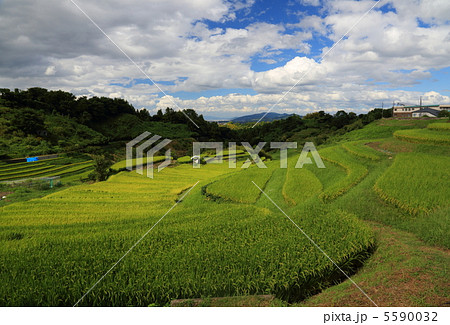 下赤阪の棚田（大阪府南河内郡千早赤阪村） 5590032