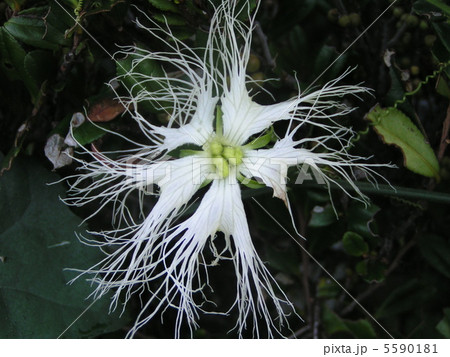 日の出前のキカラスウリの雌花 日の出前のキカラスウリの雌花 5590181