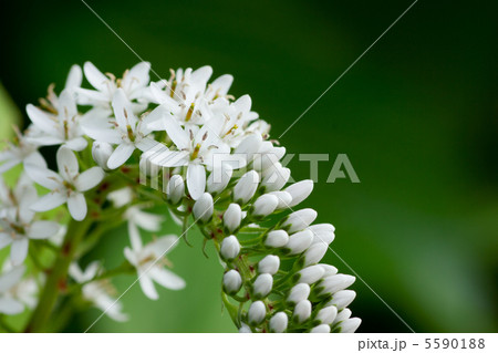 小さい白い花 5590188