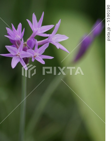 ツルバキア（瑠璃二文字） 5590190