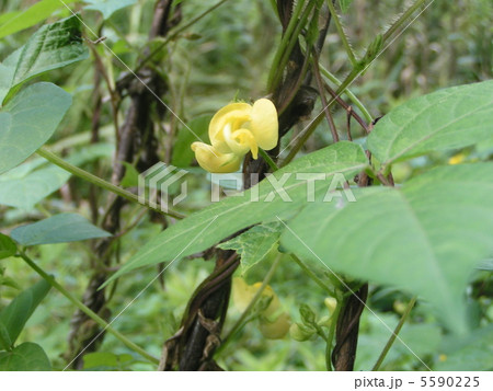 小豆の原種と言われるヤブツルアズキ 5590225