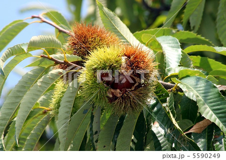 毬栗の収穫 5590249