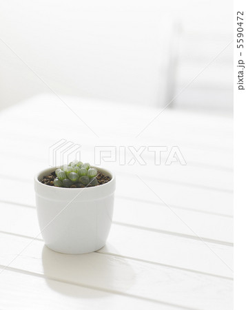 多肉植物 5590472