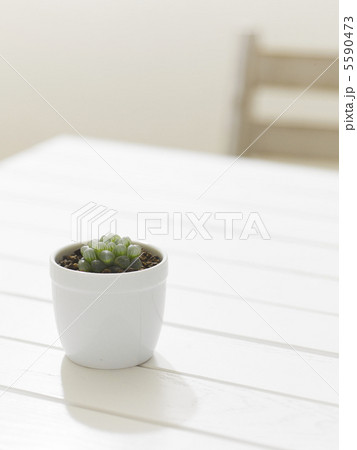 多肉植物 5590473