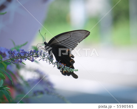 アゲハチョウ アゲハチョウ 5590565
