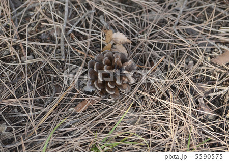 マツボックリ 5590575