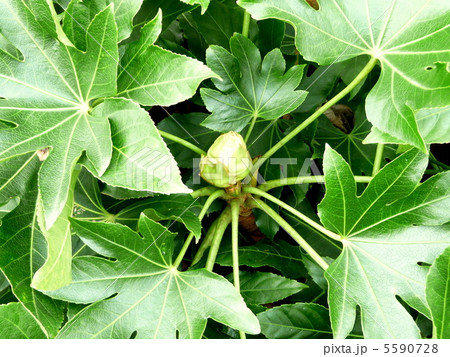 縁起物の庭木　ヤツデ　テングノウチワ 5590728