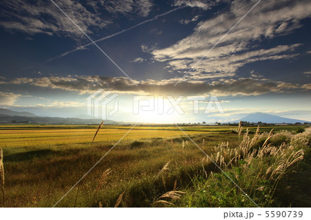 かげりゆく夏 5590739