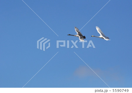 白鳥の親子 5590749
