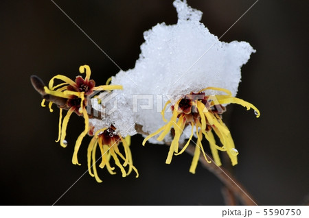 マンサク 5590750