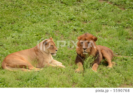 ライオン_30 ライオン_30 5590768