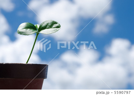 夏みかんの芽と空 夏みかんの芽と空 5590797